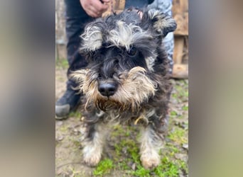 Nemo, lieber Mischlingsrüde im Zwerg Schnauzer Look geb. 2018