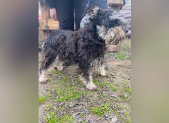 Nemo, lieber Mischlingsrüde im Zwerg Schnauzer Look geb. 2018