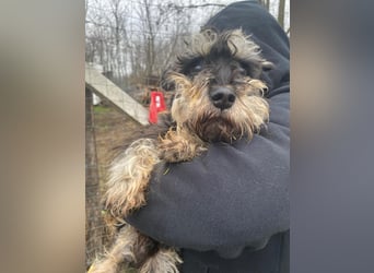 Nemo, lieber Mischlingsrüde im Zwerg Schnauzer Look geb. 2018