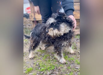 Nemo, lieber Mischlingsrüde im Zwerg Schnauzer Look geb. 2018