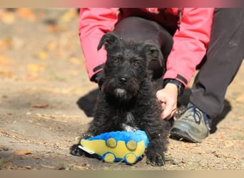 Luca sucht ein gutes Zuhause