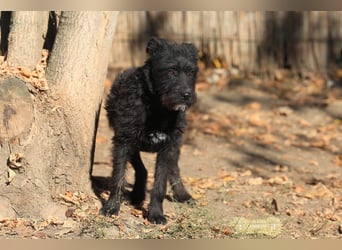 Luca sucht ein gutes Zuhause