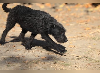 Luca sucht ein gutes Zuhause