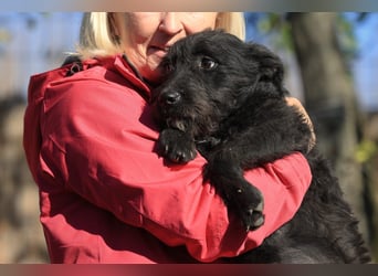 Luca sucht ein gutes Zuhause