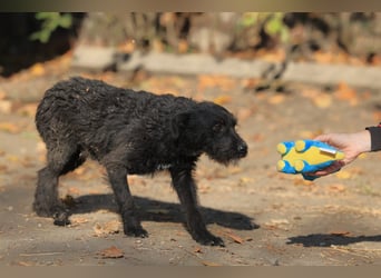 Luca sucht ein gutes Zuhause