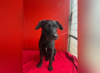 Kira, Schnauzer-Mix, Hündin, geb. am 01.09.2024, 42 cm