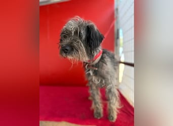 Snaki, Schnauzer-Mix, Rüde, geb. am 01.06.2023, 40 cm, 11 kg