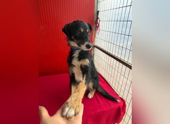 Milli, Schnauzer-Mix, Hündin, geb. am 16.10.2024, 43 cm, 14 kg