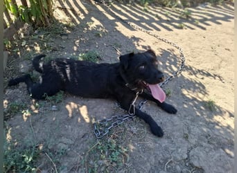 Kira, Schnauzer-Mix, Hündin, ca. 2 Jahre, ca. 40 cm