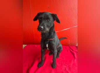 Kira, Schnauzer-Mix, Hündin, geb. am 01.09.2024, 42 cm