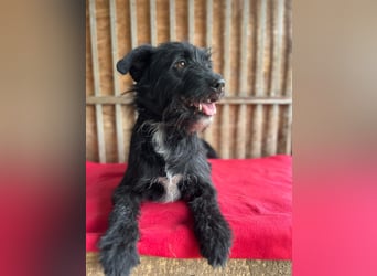 Bobby, Schnauzer-Mix, Rüde, geb. am 18.10.2023, ca. 45 cm