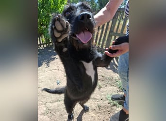 Kira, Schnauzer-Mix, Hündin, ca. 2 Jahre, ca. 40 cm