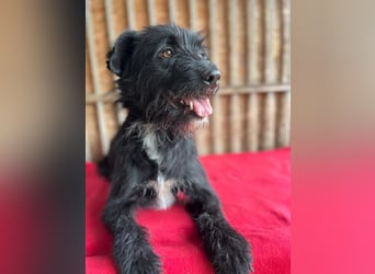 Bobby, Schnauzer-Mix, Rüde, geb. am 18.10.2023, ca. 45 cm