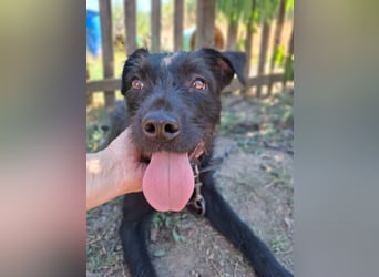 Kira, Schnauzer-Mix, Hündin, ca. 2 Jahre, ca. 40 cm