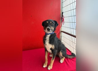 Milli, Schnauzer-Mix, Hündin, geb. am 16.10.2024, 43 cm, 14 kg