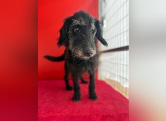 Betty, Schnauzer-Mix, Hündin, geb. am 10.11.2013, ca. 40 cm, 10 kg -Notfall- Betty, Schnauzer-Mix, Hündin, geb. am 10.11.2013, ca. 40 cm, 10 kg -Notfall-