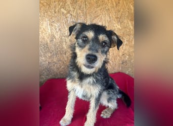 Twix, Schnauzer-Mix, Rüde, geb. am 01.01.2024, 45 cm, 12 kg
