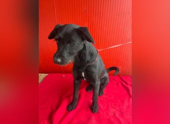 Kira, Schnauzer-Mix, Hündin, geb. am 01.09.2024, 42 cm