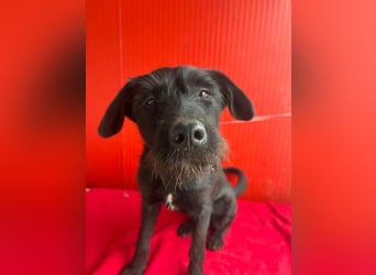 Kira, Schnauzer-Mix, Hündin, geb. am 01.09.2024, 42 cm