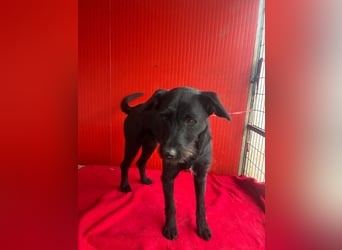 Kira, Schnauzer-Mix, Hündin, geb. am 01.09.2024, 42 cm