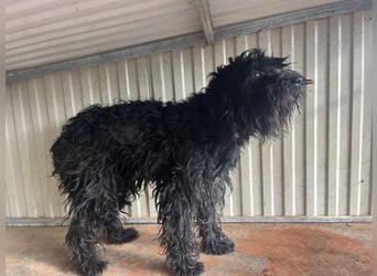 Luis, Schnauzer-Mix, geb. am 01.05.2024, 45 cm, 12 kg