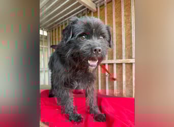 Lui, Schnauzer-Mix, Rüde, geb. am 15.03.2021, 43 cm