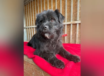 Lui, Schnauzer-Mix, Rüde, geb. am 15.03.2021, 43 cm