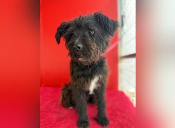 Willi, Schnauzer-Mix, Rüde, geb. am 18.01.2024, ca. 42 cm, 11 kg