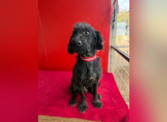 Miko, Schnauzer-Mix, Rüde, geb. ca. 2019, ca. 40 cm, 10 kg Miko, Schnauzer-Mix, Rüde, geb. ca. 2019, ca. 40 cm, 10 kg