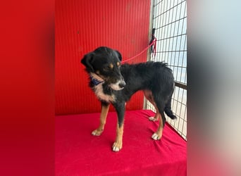 Milli, Schnauzer-Mix, Hündin, geb. am 16.10.2024, 43 cm, 14 kg