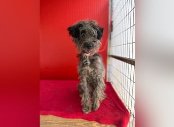 Snaki, Schnauzer-Mix, Rüde, geb. am 01.06.2023, 40 cm, 11 kg