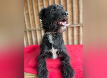 Bobby, Schnauzer-Mix, Rüde, geb. am 18.10.2023, ca. 45 cm
