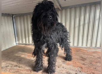 Luis, Schnauzer-Mix, geb. am 01.05.2024, 45 cm, 12 kg