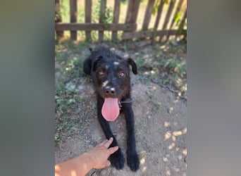 Kira, Schnauzer-Mix, Hündin, ca. 2 Jahre, ca. 40 cm