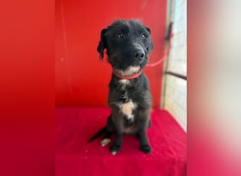 Darka, Schnauzer-Mix, Hündin, geb. am 01.05.2024, 43 cm