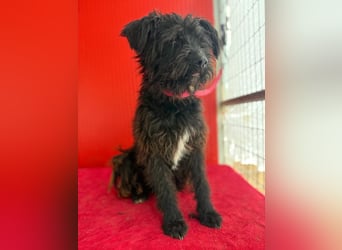 Willi, Schnauzer-Mix, Rüde, geb. am 18.01.2024, ca. 42 cm, 11 kg