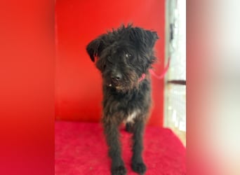 Willi, Schnauzer-Mix, Rüde, geb. am 18.01.2024, ca. 42 cm, 11 kg