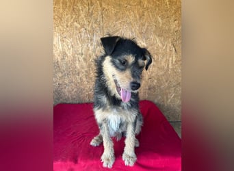 Twix, Schnauzer-Mix, Rüde, geb. am 01.01.2024, 45 cm, 12 kg