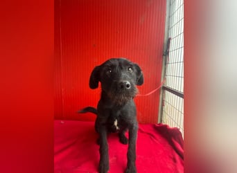 Kira, Schnauzer-Mix, Hündin, geb. am 01.09.2024, 42 cm