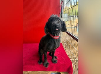 Miko, Schnauzer-Mix, Rüde, geb. ca. 2019, ca. 40 cm, 10 kg Miko, Schnauzer-Mix, Rüde, geb. ca. 2019, ca. 40 cm, 10 kg