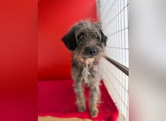 Snaki, Schnauzer-Mix, Rüde, geb. am 01.06.2023, 40 cm, 11 kg