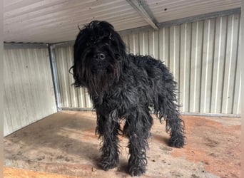 Luis, Schnauzer-Mix, geb. am 01.05.2024, 45 cm, 12 kg