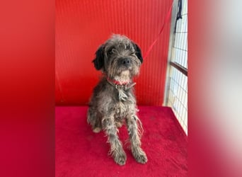 Snaki, Schnauzer-Mix, Rüde, geb. am 01.06.2023, 40 cm, 11 kg