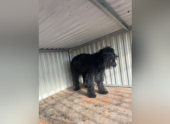 Luis, Schnauzer-Mix, geb. am 01.05.2024, 45 cm, 12 kg