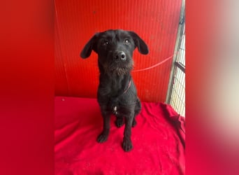 Kira, Schnauzer-Mix, Hündin, geb. am 01.09.2024, 42 cm