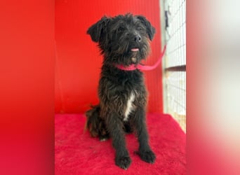 Willi, Schnauzer-Mix, Rüde, geb. am 18.01.2024, ca. 42 cm, 11 kg