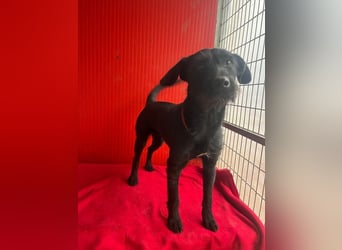 Kira, Schnauzer-Mix, Hündin, geb. am 01.09.2024, 42 cm