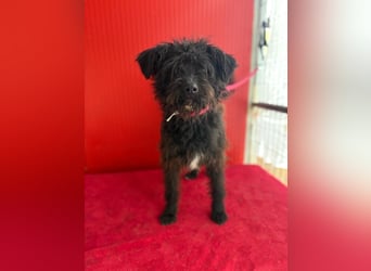 Willi, Schnauzer-Mix, Rüde, geb. am 18.01.2024, ca. 42 cm, 11 kg
