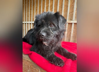 Lui, Schnauzer-Mix, Rüde, geb. am 15.03.2021, 43 cm