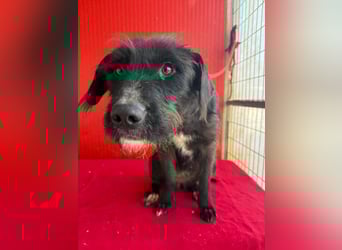 Darka, Schnauzer-Mix, Hündin, geb. am 01.05.2024, 43 cm